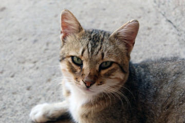 Portrait of cat looking at cam with ears raised on stalking interesting attitude