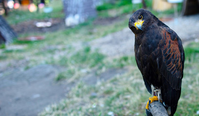 bird of prey, space for text