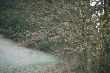 Sun is shining in the forest, trees already without leaves, frost was on the ground in the morning