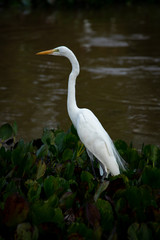 Great Egret (ardea alba) portrait at wetland vegetation. Taken on Brazilian Pantanal.