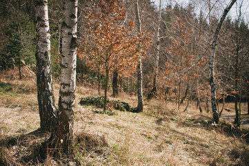 Sun is shining in the forest, trees already without leaves, frost was on the ground in the morning