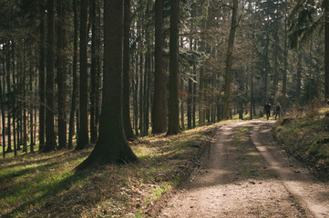 Sun is shining in the forest, trees already without leaves, frost was on the ground in the morning