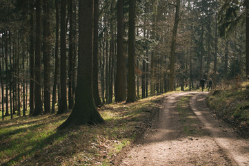 Fototapeta na wymiar Sun is shining in the forest, trees already without leaves, frost was on the ground in the morning