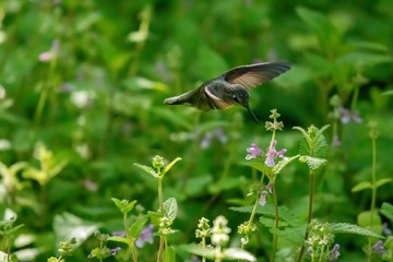 hummingbird in flight against green nature background