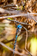 blue dragonfly in nature