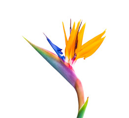 bird of paradise flower closeup on white background
