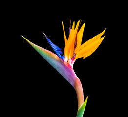 bird of paradise flower isolated on black background