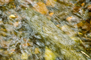 Sockeye and King Salmon come to spawn in Cottage Creek Washington every fall.