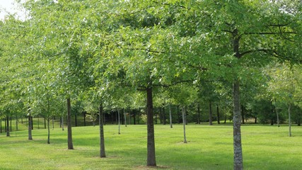 Rows of young pin oak trees with green grass in a rural setting