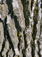 tree bark