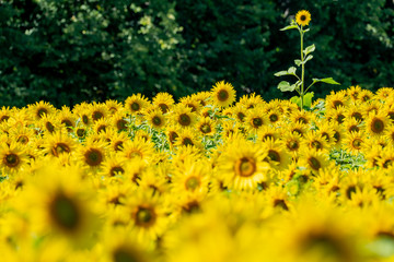 Obraz premium One lone sunflower standing out in a field of blooming flowers. Concept for standing out in a crowd