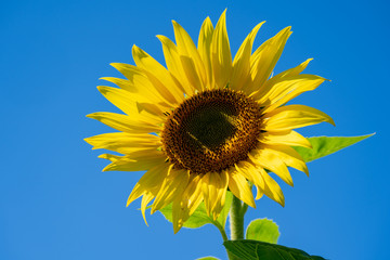 Bright, happy yellow sunflower against a beautiful clear blue summer sky
