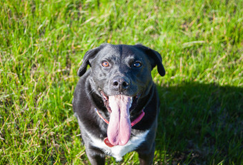 Black dog at park, tongue out, happy