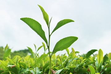 お茶　夏　風景　茨城