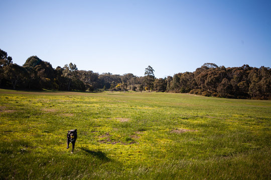 Local park and reserve with black dog