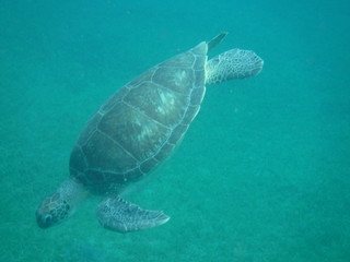 Une tortue marine descend vers le fond après avoir respiré