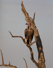 Hooded Vulture