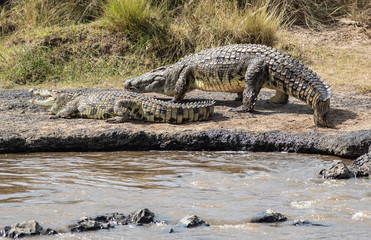 Nile Crocodile
