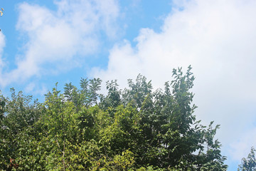 Obraz premium 하늘과 나무