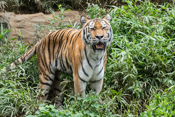 Fototapeta premium 吼えるトラ