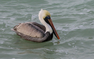 Pelican