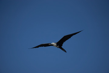 Juvenile Frigate Bird flying in the Sky