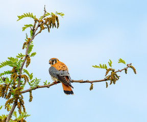 Male Kestrel poses on a branch