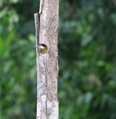Woodpecker in a tree