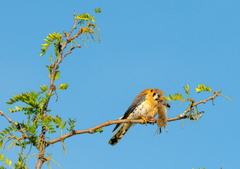 Male American Kestrel feasts on furry prey while sitting on a branch