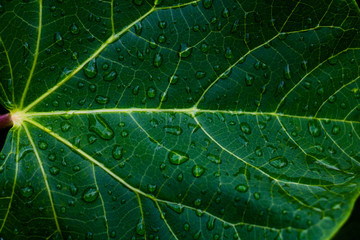Green leaves background.Green leaves color tone dark in the morning.Tropical Plant in Thailand,environment,good air,fresh.photo concept nature and plant.