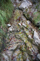 Berghang