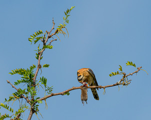 Male American Kestrel feasts on furry prey while sitting on a branch