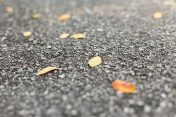 Selective focus of Dry leaves on the road