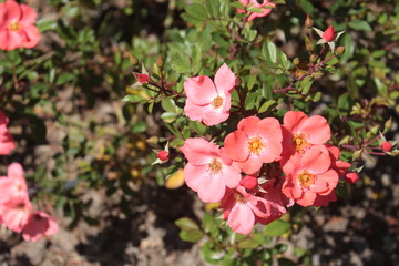 Rosedal, Buenos Aires, Argentina