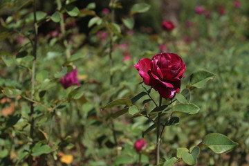 Rosedal, Buenos Aires, Argentina