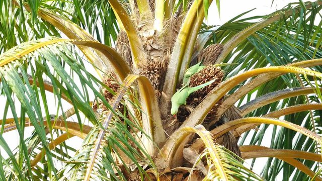 Two indian ring-neckard parakeets search for food and fight in top of palm tree