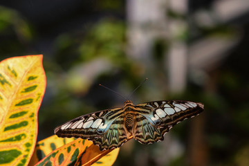 Fototapeta na wymiar Clipper butterfly