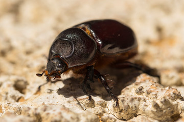 European rhinoceros beetle (Oryctes nasicornis) is a large flying beetle belonging to the subfamily Dynastinae.