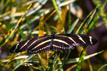 Zebra longwing butterfly