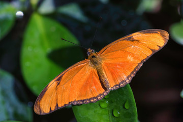 Julia longwing butterfly