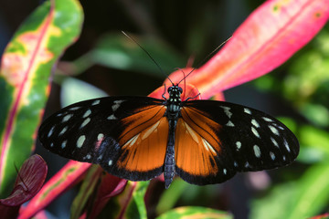 Hecale longwing butterfly