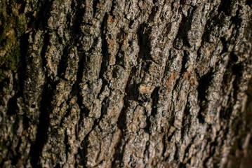 bark of a tree
