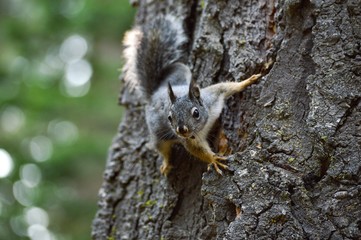 squirrel on tree on sequoia national park