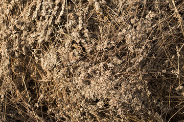 Piles of dried flowers. Lavandula - plant in the mint family, Lamiaceae. Bio waste of the perfume industry.	