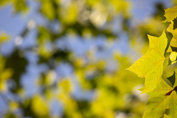  various tree images and backgrounds