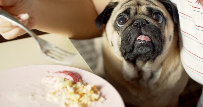 Funny hungry pug dog looking pitifully on the table, at the plate of food while owner is eating. Plaintively, asking. Begging for food. Dog act like he's starving all the time