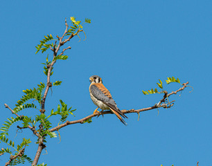 Male American Kestrel poses on a branch high n a tree.