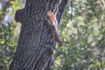  life of squirrels in the forest