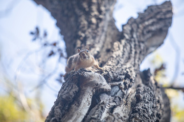  life of squirrels in the forest