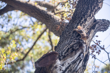  life of squirrels in the forest